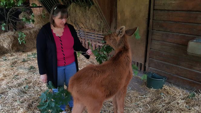 Mała samiczka łosia zgubiła mamę. Schronienie znalazła w bydgoski zoo [ZDJĘCIA, WIDEO]