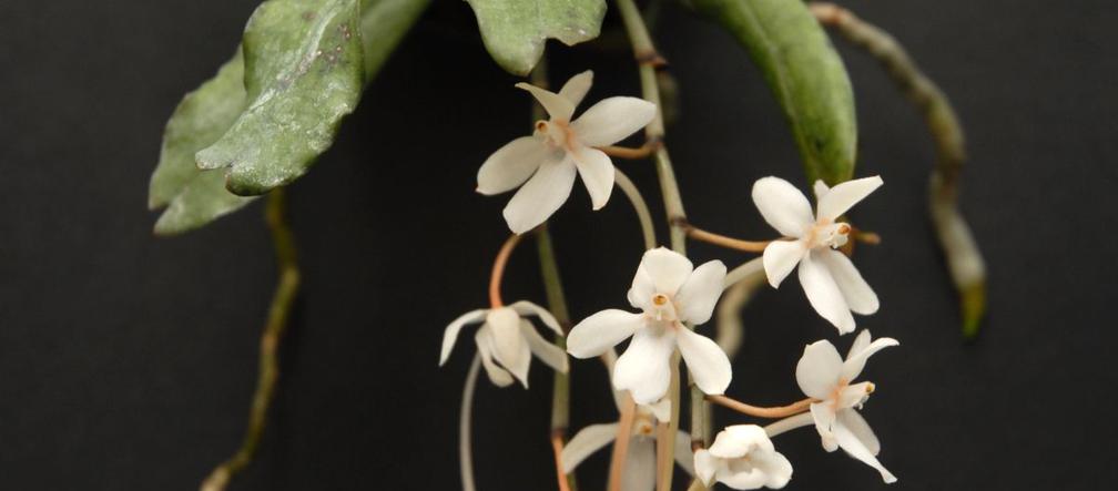Aerangis