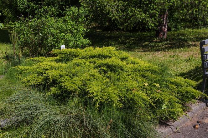 Jałowiec płożący 'Golden Carpet'