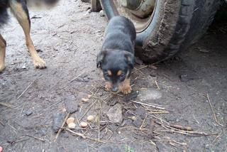 Jak przekazać 1 proc. podatku ? Towarzystwo Opieki nad Zwierzętami prosi o pomoc