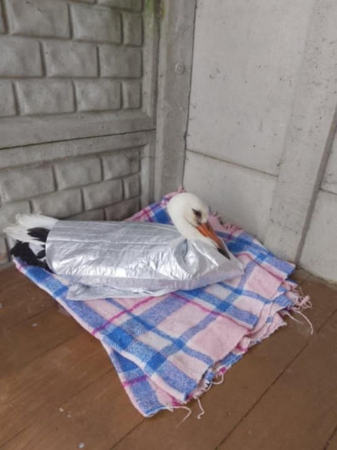 Ranny bocian po zderzeniu z dronem.