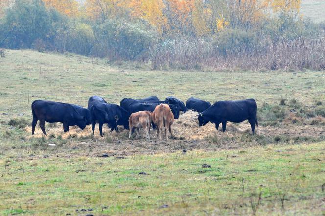 KROWY PRZYGARNĘŁY DZIKA.