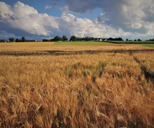 Coraz mniejsze plony i zbiory zbóż w Lubuskiem