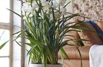 Storczyk Cymbidium (Cymbidium)