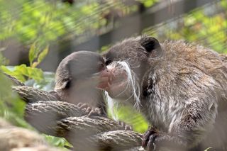 Tamaryna cesarska przyszła na świat w gdańskim zoo