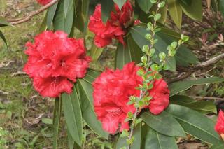Ogród Japoński otwiera się dla zwiedzających. Na wiosenny spacerek jak znalazł 