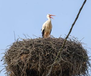 Deszcz uszkodził dom bocianiej rodziny w Krutyni
