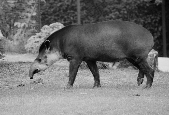 ZOO Poznań/Gwizdek