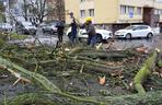 Złamane drzewo uszkodziło samochód na ul. Podhalańskiej w Szczecinie