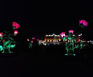 Monumentalne róże w Ogrodach Branickich robią wrażenie. Wieczorne iluminacje cieszą oczy