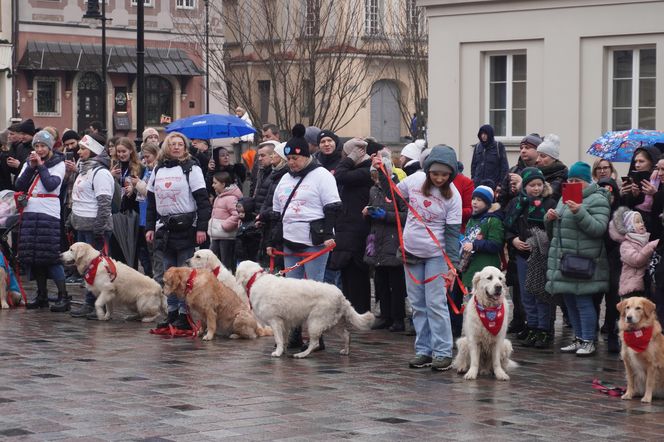 Golden Retriever WOŚP w Poznaniu