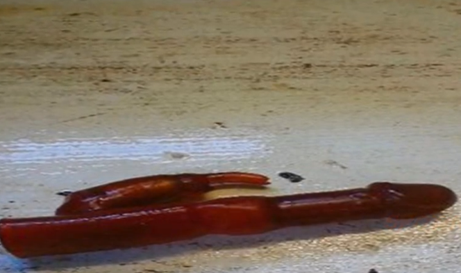 Dildo
