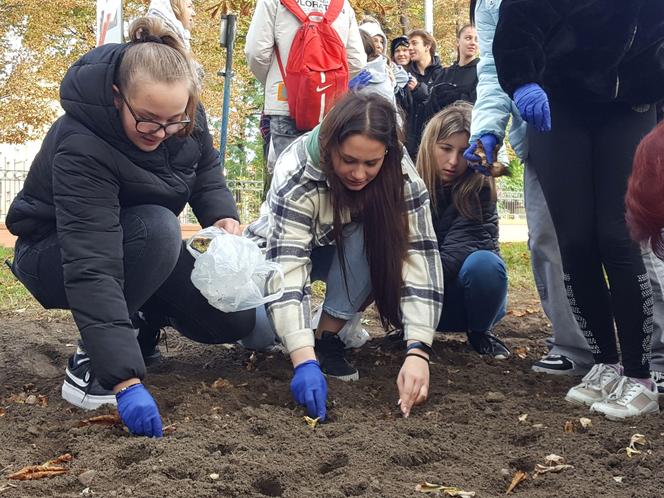 Nie tylko żonkile. Tysiące cebulek kwiatowych posadzono dziś na Polu Nadziei w Lesznie