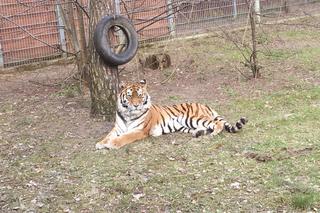 Sprawdziliśmy, jak tygrysica z Myślęcinka radzi sobie po śmierci Altaja. Dyrektorka ogrodu: są nadzieje na potomstwo