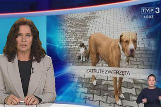 Ciała psów i lisów pod Sieradzem! Ludzie mówią o egzekucji. Pitbull otruty żrącą substancją