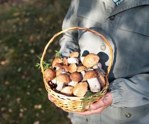 Gdzie rosną prawdziwki? Miejsca, w których znajdziesz ulubione grzyby