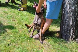 Turyści zostawili psa w samochodzie