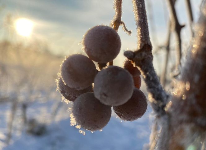 W Winnicy Saganum powstają wina białe, czerwone, pomarańczowe, różowe, musujące, z suszonych winogrona i wreszcie lodowe. Do tych ostatnich potrzeba odpowiednich warunków pogodowych, tak jak to było 4 grudnia