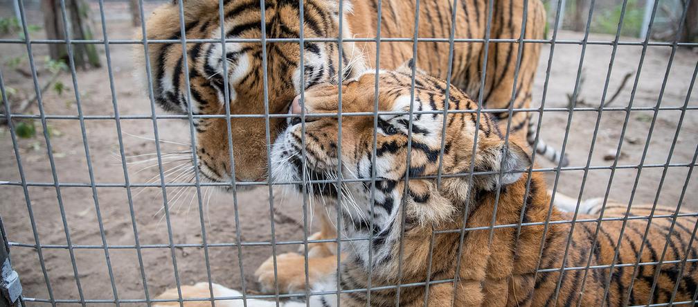 5000 zł kary za hodowlę tygrysa