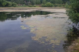 Jezioro Długie w Olsztynie zostanie oczyszczone z nadmiaru moczarki