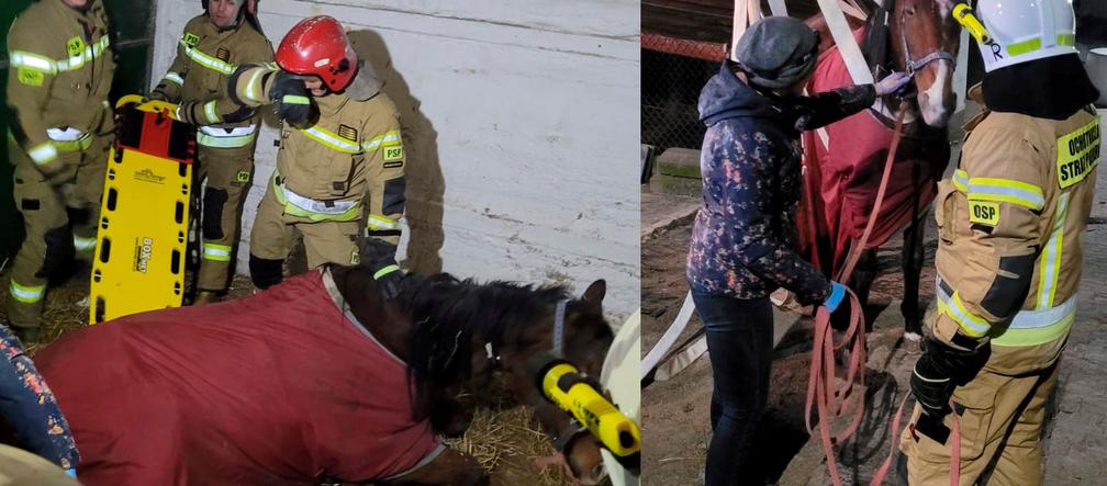 Strażacy postawili konia na nogi. Powód, dla którego to zrobili, wzrusza