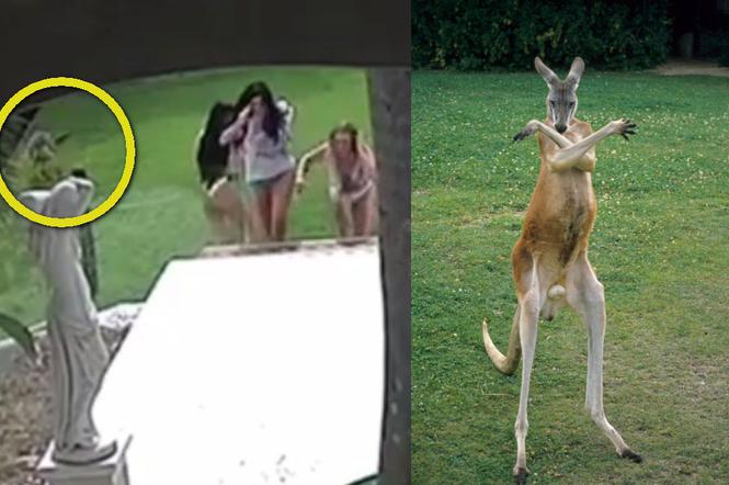 Kangury zaatakowały i gonią modelki w bikini