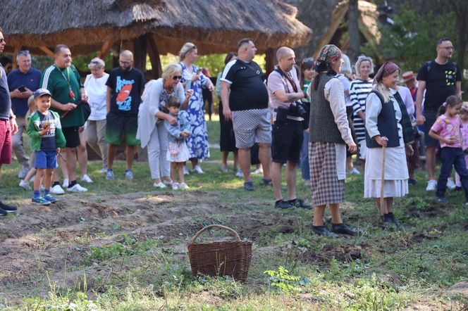 W skansenie w Lublinie pokazali, jak dawniej wyglądały wykopki kartoflane