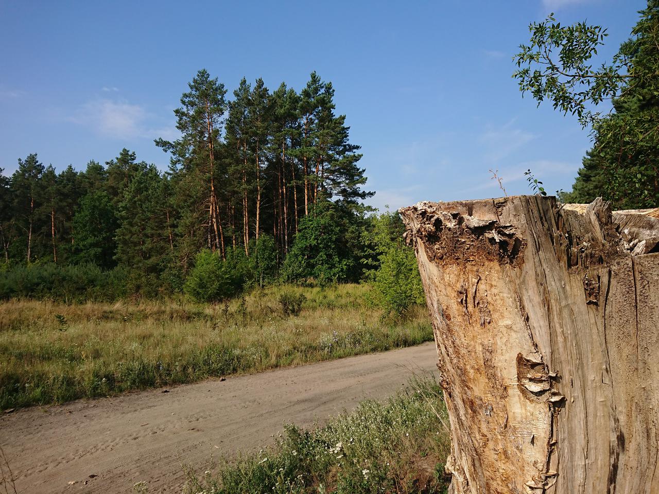 Lubuskie: Zakazu wstępu nie ma, ale jest groźnie. Uważajcie w lasach 