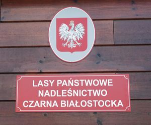 W Puszczy Knyszyńskiej pojawił się niedźwiedź. Ludzie się boją