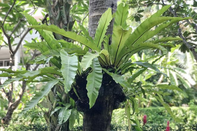 Asplenium nidus