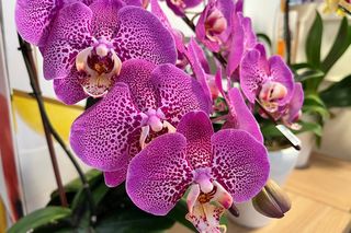 Rośliny doniczkowe o niezwykłych właściwościach. Przyciągają pieniądze i szczęście