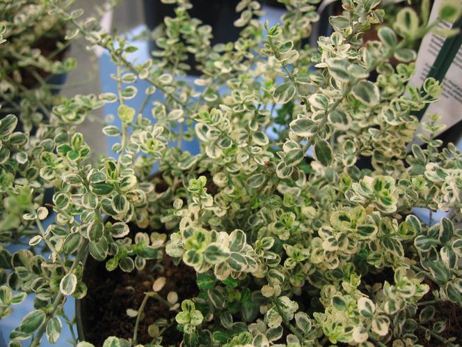 Trzmielina Fortune’a ‘Hein’s Silver’ SILVER CARPET®