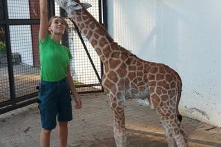 Warszawskie ZOO. Żyrafa Pietruszka