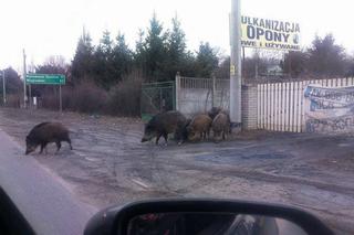 Rodzina dzików w Czerwonaku