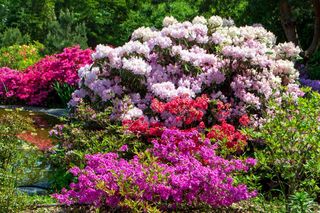 Jakie niskie rośliny posadzić przy różanecznikach? Odpowiada ekspert