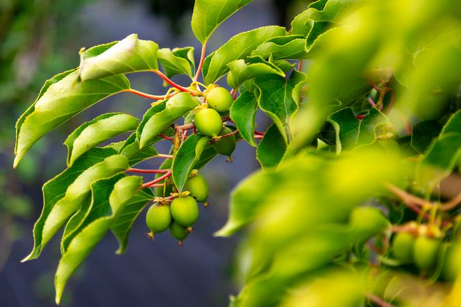 Aktinidia ostrolistna