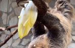 Leniwiec z ZOO Wrocław