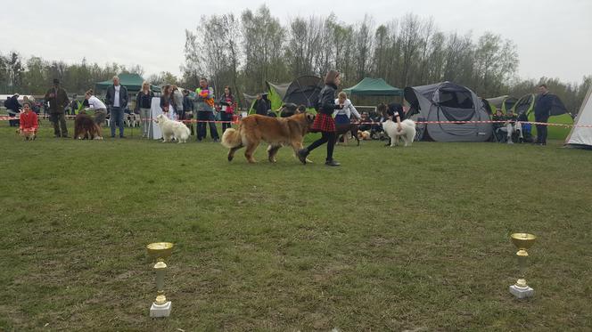 39 Krajowa Wystawa Psów Rasowych Gliwice 2017