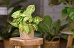 Syngonium