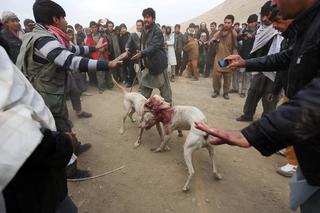 Walki psów w Afganistanie [UWAGA DRASTYCZNE ZDJĘCIA]