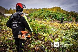 Trwa żmudna walka z ekspansywną rośliną. Usuwają zielonego intruza metr po metrze