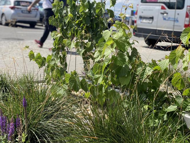 Zazieleniony teren parkingu i pasażu przed terminalami Katowice Airport