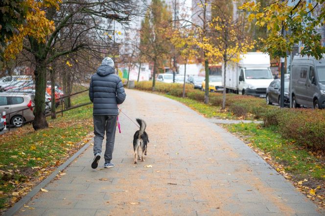 Drogowcy remontują chodniki