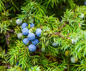 Na stany zapalne, wzdęcia i dla zdrowej skóry. Niepozorne owoce to skarbnica zdrowia