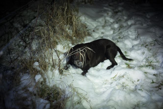 Paweł Szczoczarz oprowadził nas po winnicy Carolus