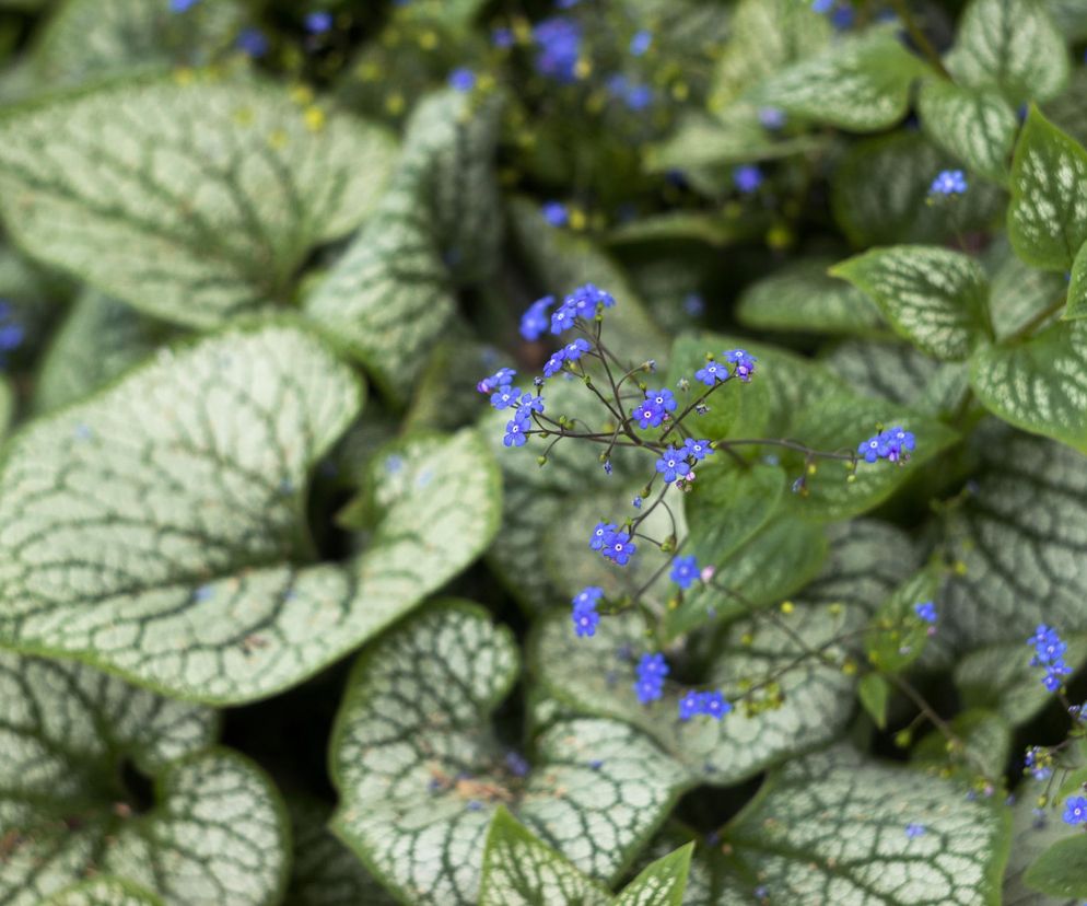 Brunnera wielkolistna na rabacie i w pojemnikach – inspiracje ogrodowe
