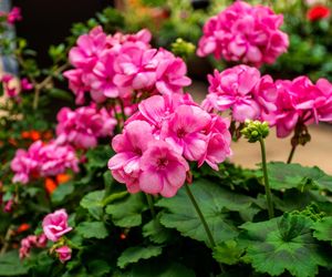 Pelargonia
