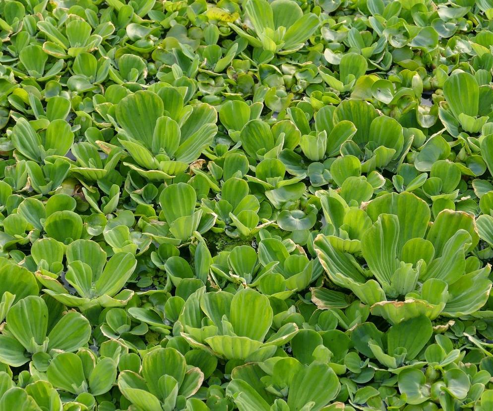 pistia rozetowata