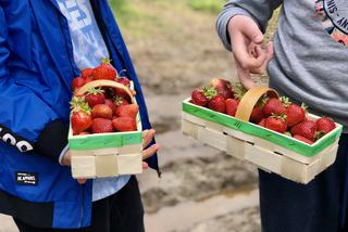 Tu owoce można jeść prosto z krzaka! Drugie TruskawkoRwanie już w sobotę 