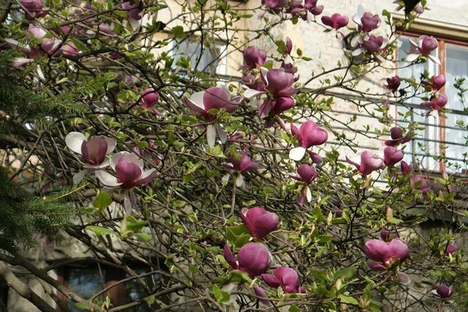 Cieszyński Szlak Kwitnącej Magnolii 